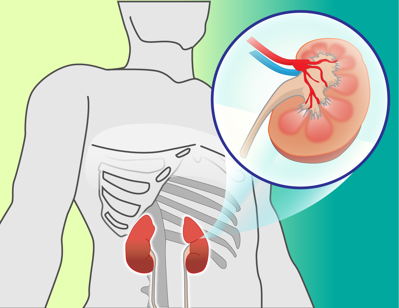 腎臓が寿命を決める！現代医学の最先端情報です。｜リハプライド