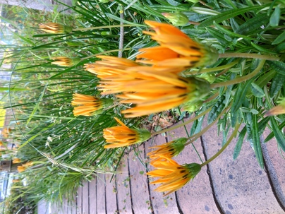 gazania①.JPG